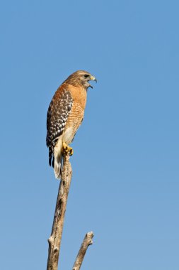 Red-shouldered Hawk (Buteo Lineatus) clipart