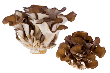 Hen of the Woods Mushroom (Grifola frondosa) clipart