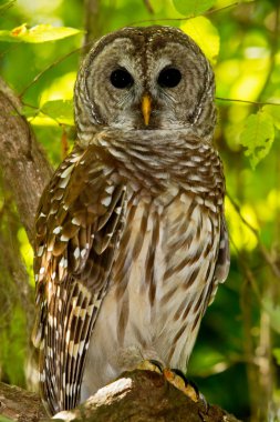 Barred Owl (Strix varia) clipart