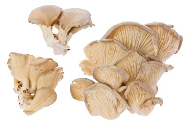 Oyster Mushrooms (Pleurotus ostreatus) clipart