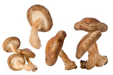 Shitake Mushrooms (Lentinula edodes) clipart