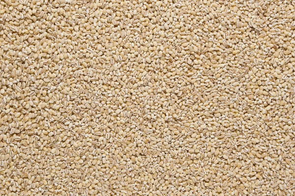 大麦 (とりこみ過程) — ストック写真
