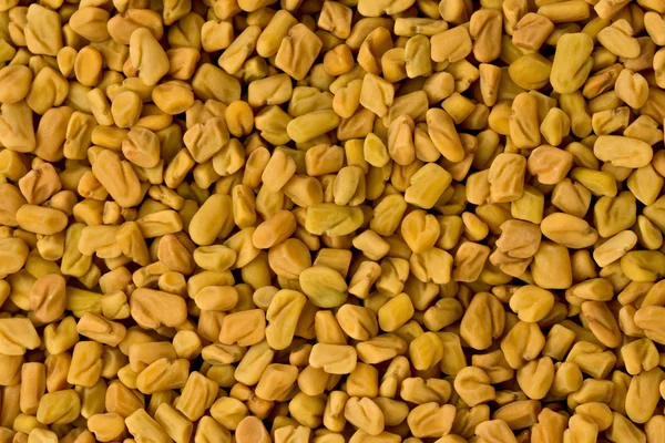 stock image Fenugreek Seeds (Trigonella foenum-graecum)