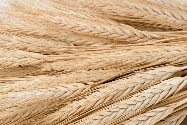 stock image Wheat Stalks