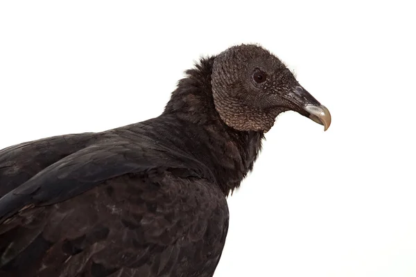Avvoltoio nero (coragyps atratus) — Foto Stock