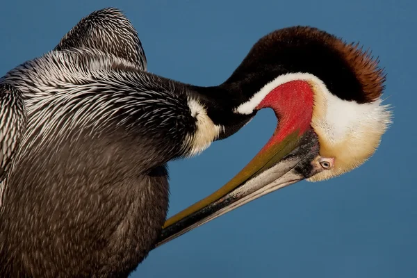 Brown Pelican Preening (Pelecanus occidentalis) — Stock fotografie