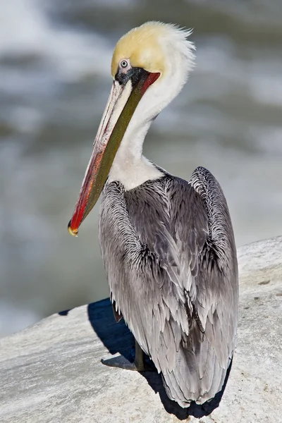 Brown Pelican (Pelecanus occidentalis) — Stock Photo, Image