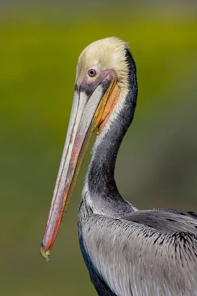 Brown Pelican (Pelecanus occidentalis)) — 스톡 사진