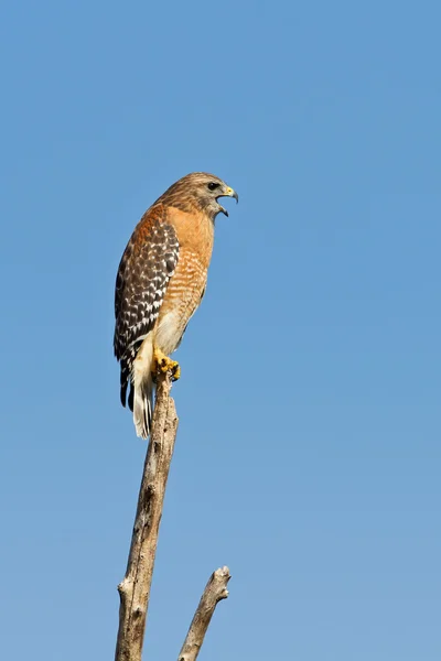 Red-shouldered Hawk (Buteo Lineatus) — Stock Photo, Image