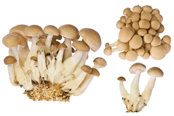 Beech Mushrooms (hupsizygus tessellatus) — Stock Photo, Image