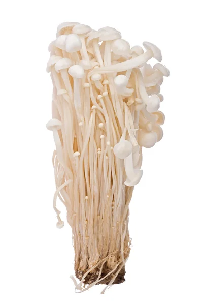 stock image Enoki Mushrooms (Flammulina velutipes)