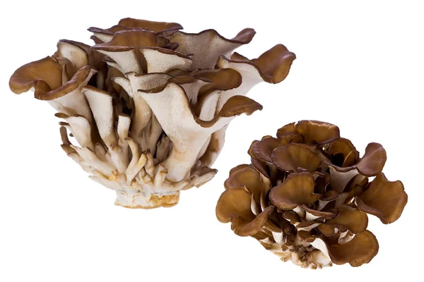Hen of the Woods Mushroom (Grifola frondosa) — Stock Photo, Image