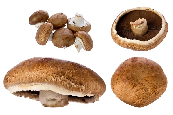 Fungo di Portobello (Agaricus bisporus ) — Foto Stock