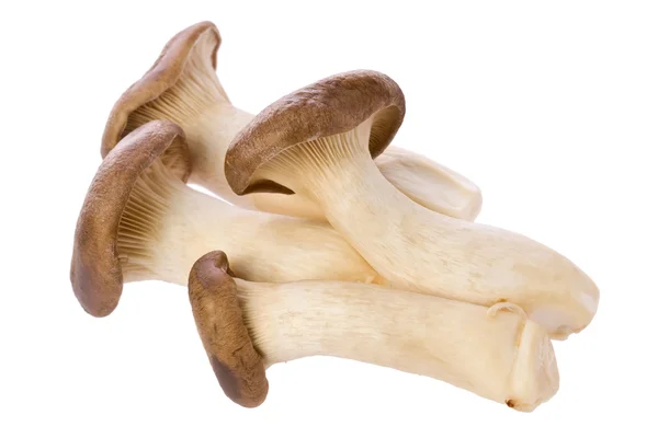 King Oyster Mushrooms (Pleurotus eryngii) — Stock Photo, Image