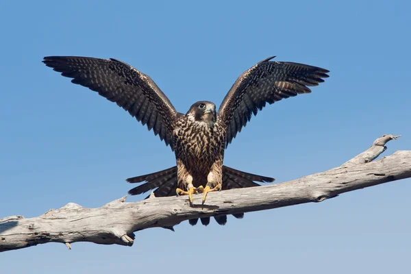 Falco pellegrino (Falco peregrinus anatum ) Fotografia Stock