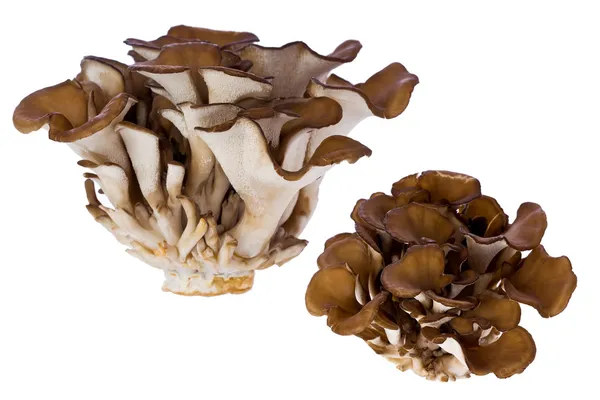 Хен грибів Вудс (Grifola frondosa) Ліцензійні Стокові Зображення
