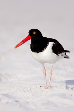 Amerikan istiridye yakalayıcısı (haematopus palliatus)