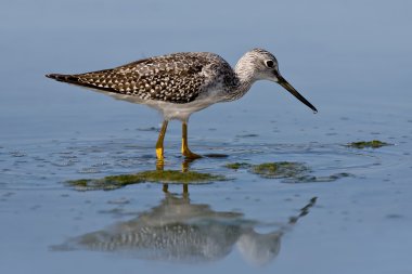 Greater Yellowlegs (Tringa melanoleuca) clipart