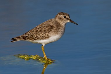 En Az Çulluk (calidris minutilla)