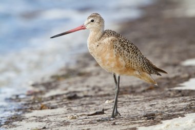 Marled Godwit (limoza fedoa)