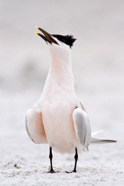 Sandwich Tern (Thalasseus sandvicensis) clipart