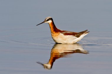 Wilson's Phalarope (Phalaropus üç renkli)