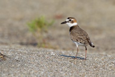 Wilson's Plover (Charadrius wilsonia) clipart