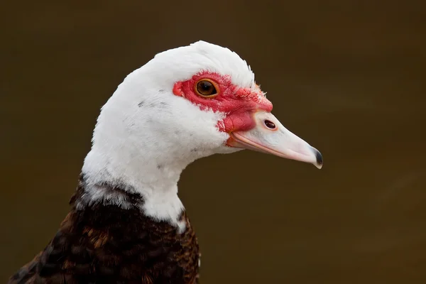 Muscovy Duck (Cairina moschata)