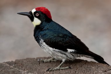 Acorn Woodpecker (Melanerpes Formicivorus) clipart