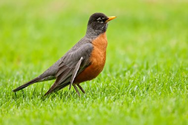 American Robin (Turdus migratorius) clipart