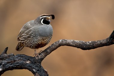 California bıldırcın (Callipepla californica)