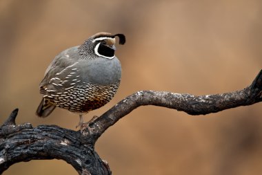 California Quail (Callipepla californica) clipart