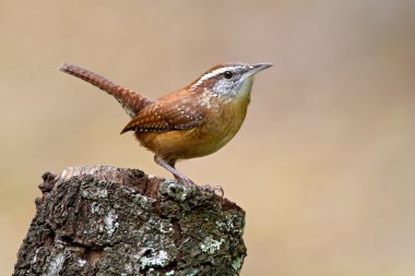 Carolina Wren (Thryothorus ludovicianus) clipart