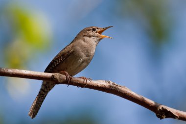 House Wren (Troglodytes aedon) clipart