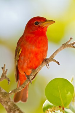 Yaz Tanager (Piranga rubra)