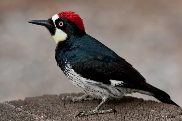 Acorn Woodpecker (Melanerpes Formicivorus) — Stock Photo, Image