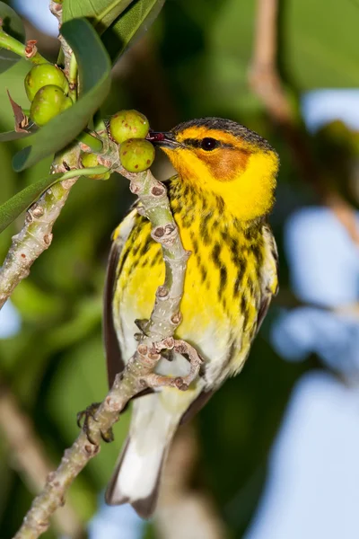 Cape May Warbler (Dendroica tigrina) — Stock Photo, Image