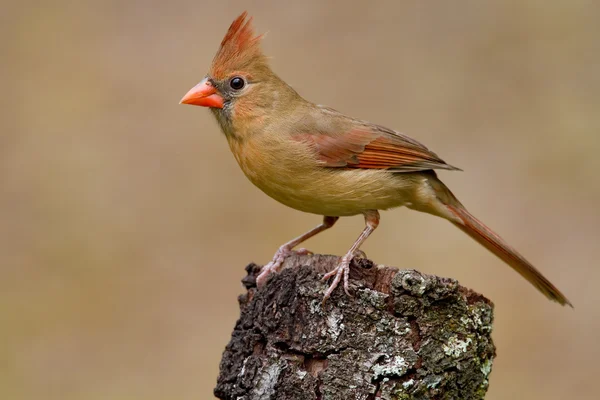 Nördlicher Kardinal (cardinalis cardinalis)) — Stockfoto