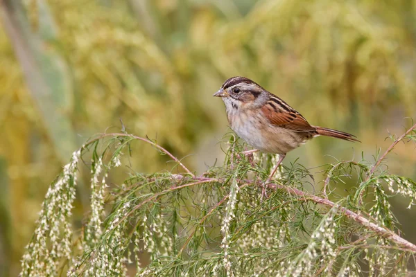 Swamp Sparrow (Melospiza georgiana) — Stock Photo, Image