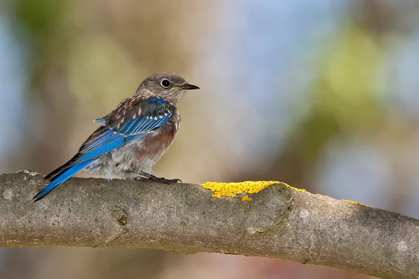 Batı Bluebird (sialia mexicana) — Stok fotoğraf