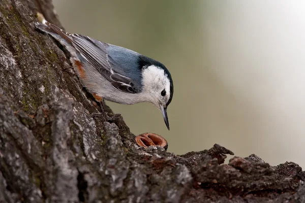 White-breasted Nuthatch (Sitta carolinensis) — Stock Photo, Image