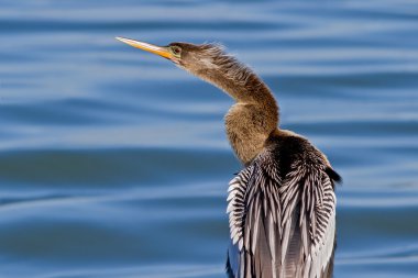 Female Anhinga (Anhinga anhinga) clipart