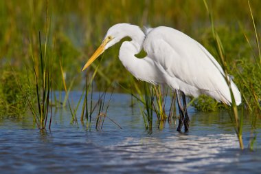 Büyük Egret (ardea alba)