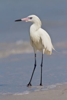 Reddish Egret (Egretta rufescens) clipart