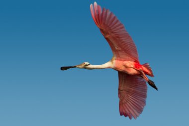 Roseate Spoonbill (Platelea ajaja) clipart