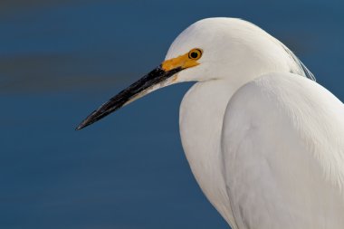 Snowy Egret (Egretta thula) clipart