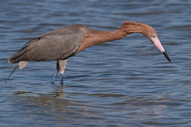 Kırmızımsı ak balıkçıl (Egretta rufescens)