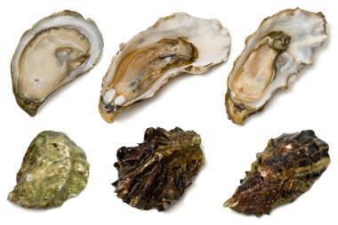 Oysters clipart