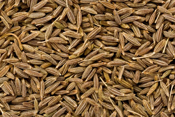 Cumin Seeds (Cuminum cyminum) — Stock Photo, Image
