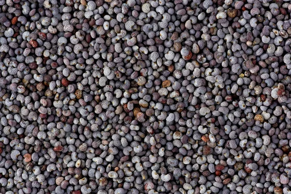 Semena máku (Papaver somniferum) — Stock fotografie